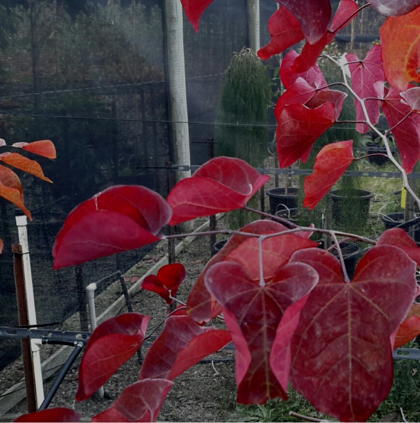 Cercis canadensis 'Forest Pansy'